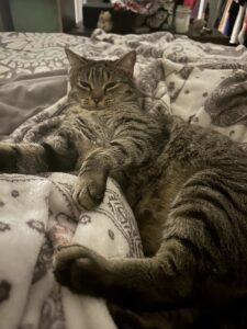 A grey tabby cat lying in a blanket.