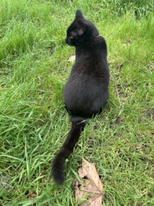 A black cat sitting in the grass.